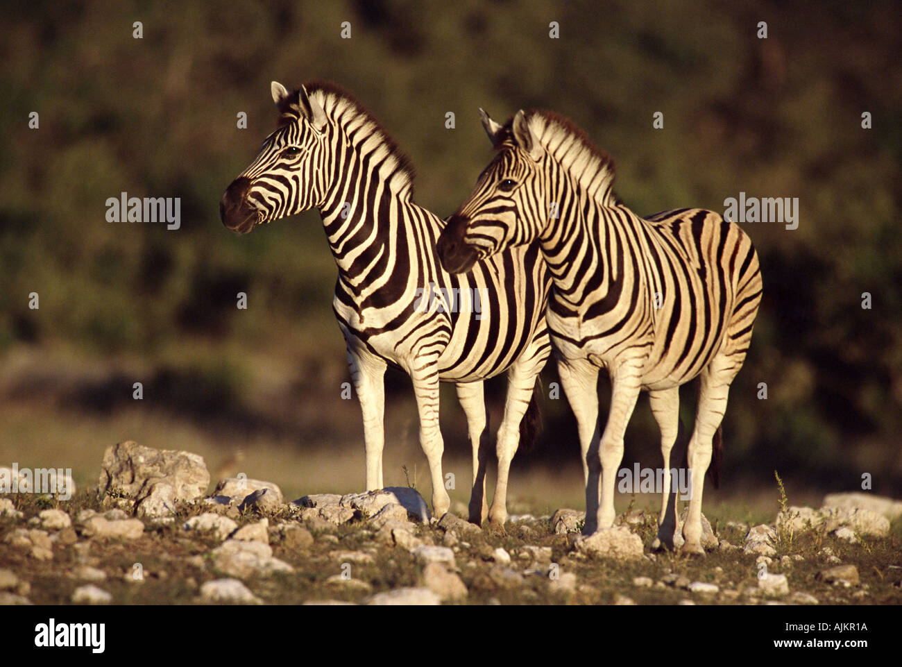 Group zebras standing in hi-res stock photography and images - Alamy