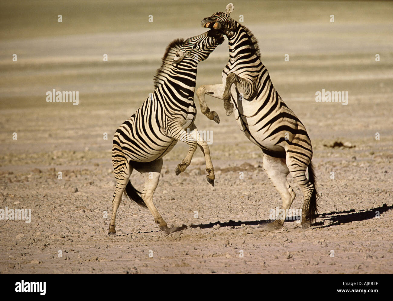 Two burchell's zebra fighting hires stock photography and images Alamy