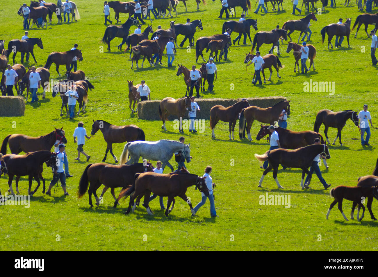 Mares and their foals for sale at the annual Saignelegier Horse Fair Switzerland Stock Photo