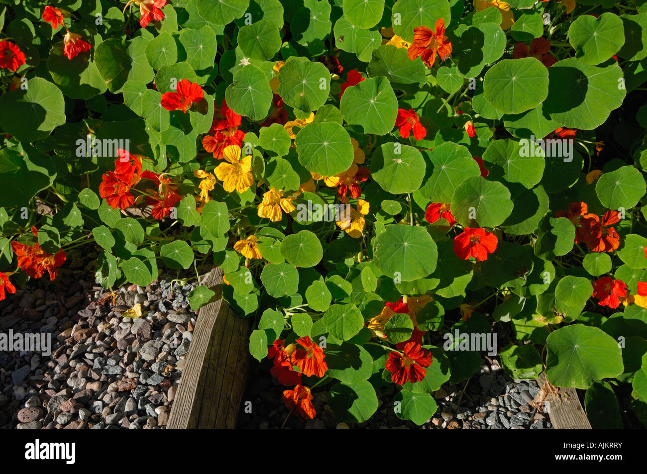 Red and yellow nasturtium flowers and vivid green leaves along the side