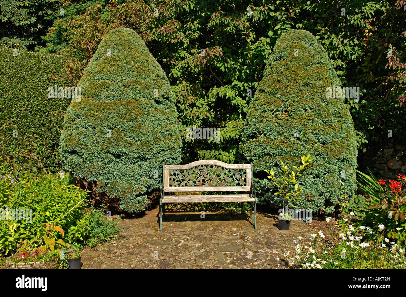 Formal corner of a Scottish garden with paired blue cypress trees and a