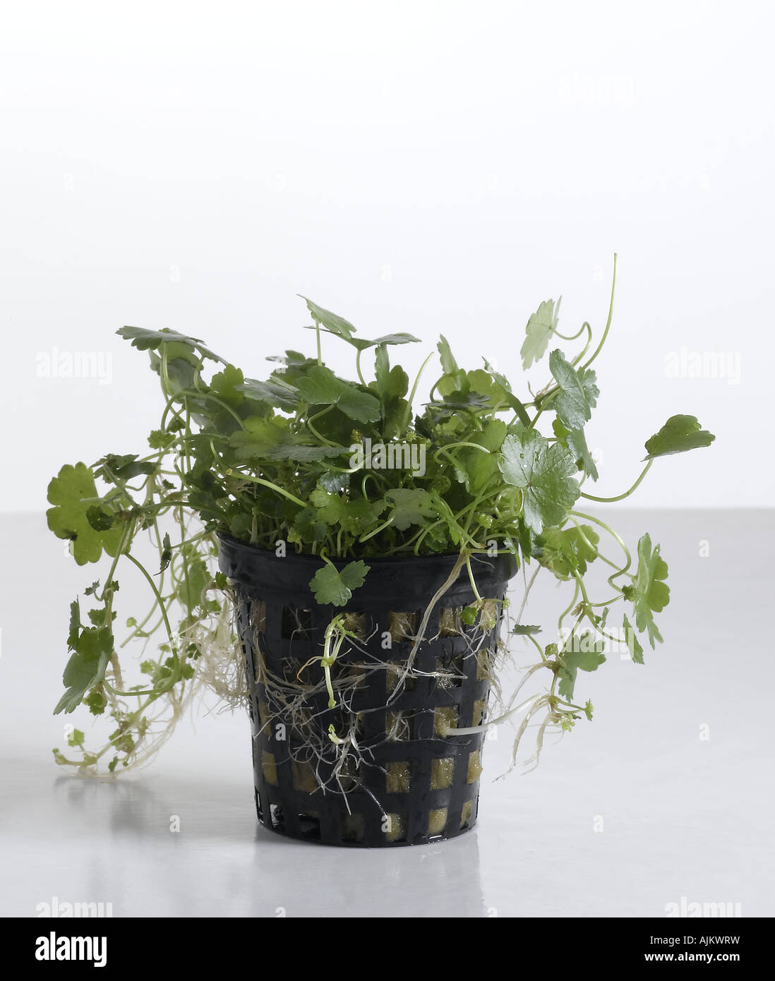 Aquatic plants pot Cut Out Stock Images & Pictures - Alamy