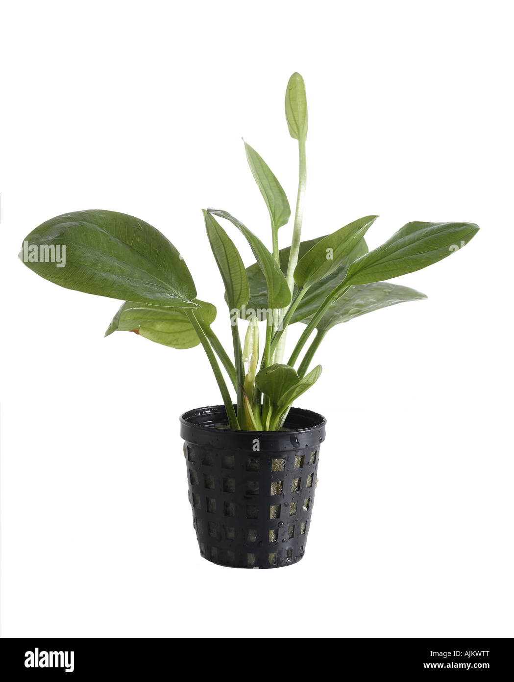 Aquatic plants pot Cut Out Stock Images & Pictures - Alamy