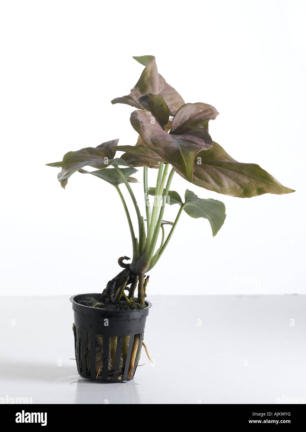 Aquatic plants pot Cut Out Stock Images & Pictures - Alamy