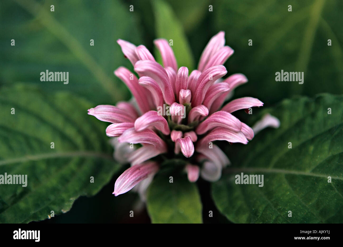 Brazilian plume hires stock photography and images Alamy