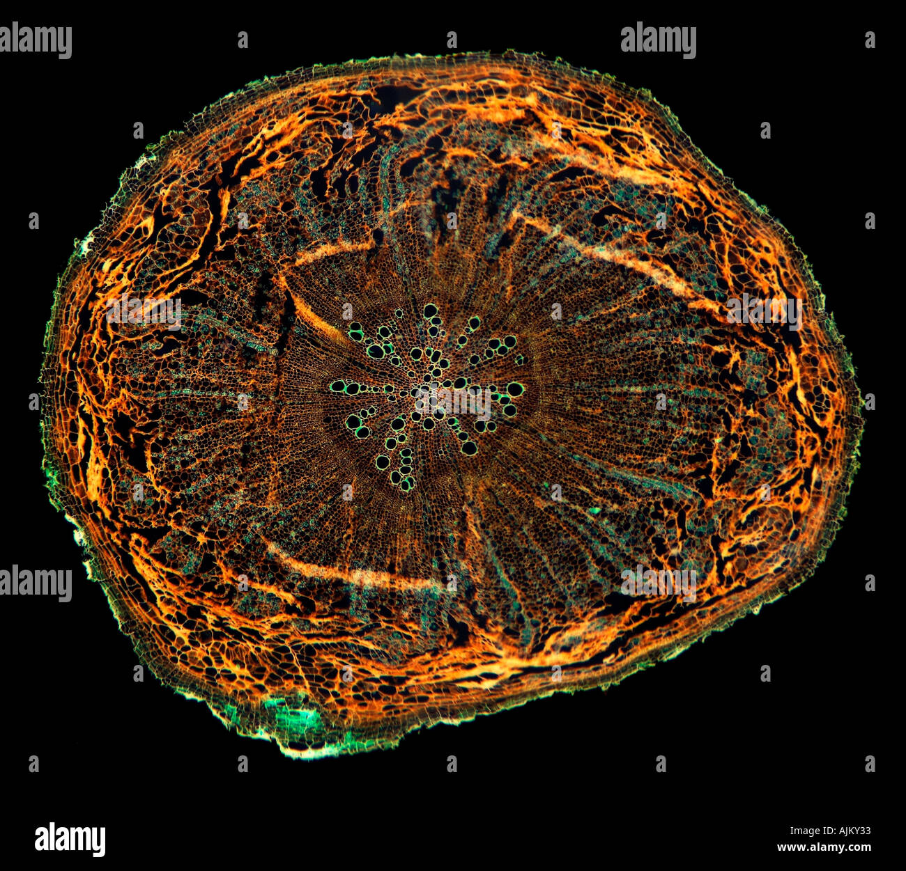 Foeniculum vulgare root section TS black background Stock Photo - Alamy