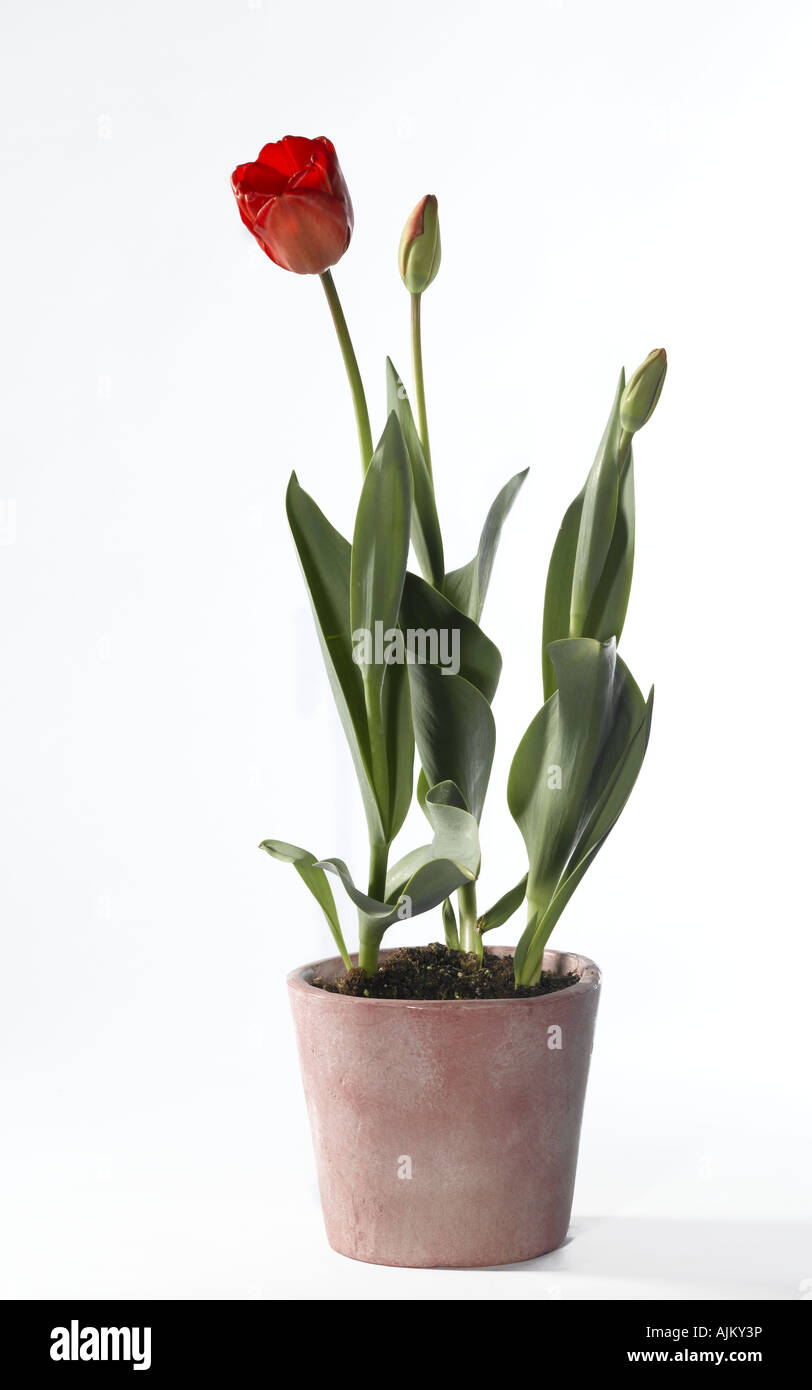 Tulip tulipa sp Stock Photo - Alamy