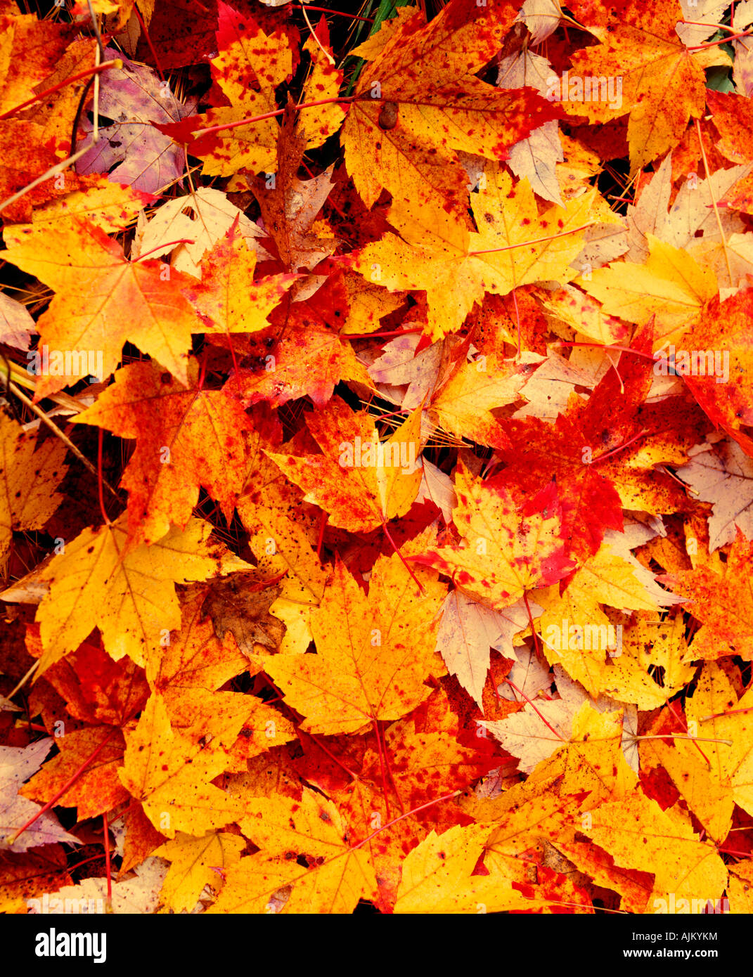 Fallen autumn leaves Stock Photo