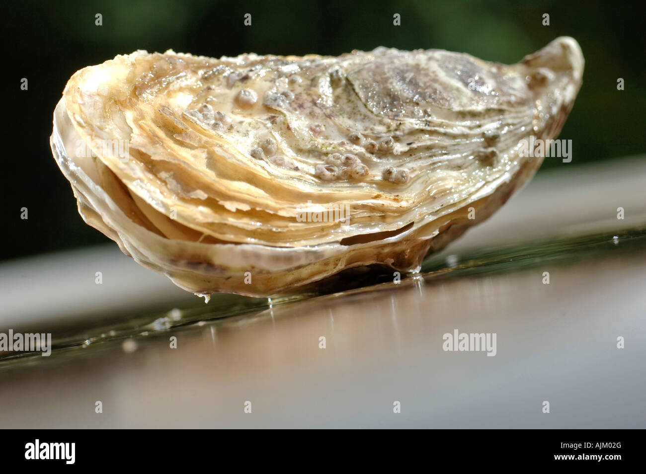 Unopened oyster hires stock photography and images Alamy