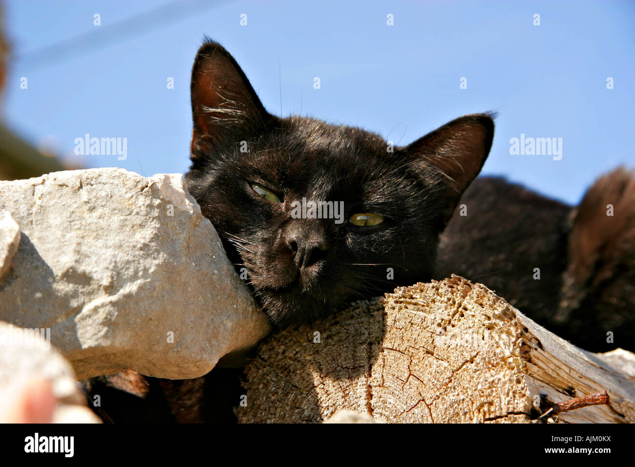 Schwarze Katze auf der Insel Vele Srakane Kvarner Bucht | Croatia, Black Cat on the Isle Vele Srakane Bay of Kvarner Stock Photo