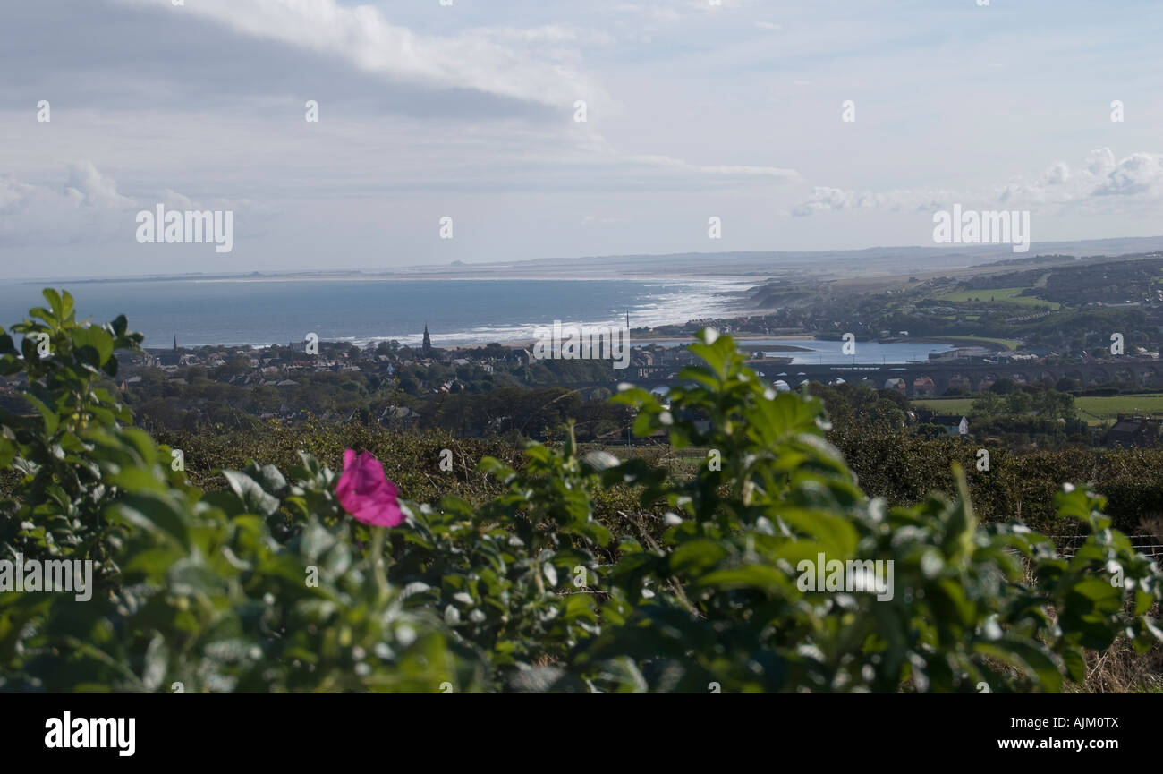 Haxylon Battle Of Halidon High Resolution Stock Photography and Images - Alamy