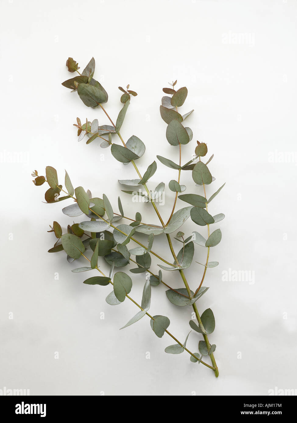 Dried branch of eucalyptus Stock Photo Alamy