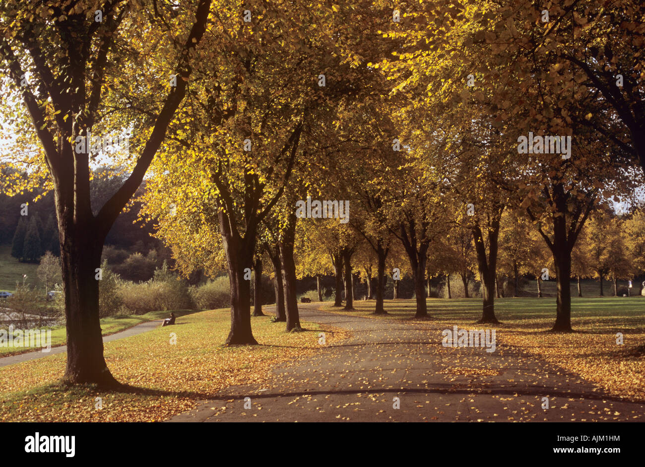 Walkway through Lime tree avenue in Autumn, Quarry Park, Shrewsbury Stock Photo