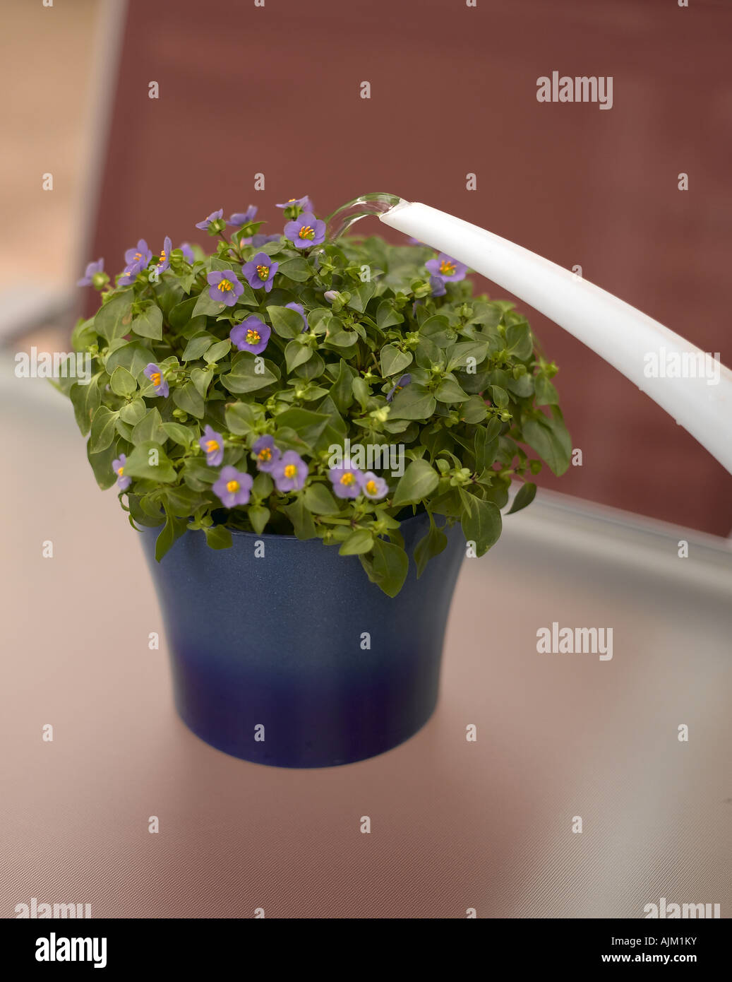Careful flower watering hi-res stock photography and images - Alamy