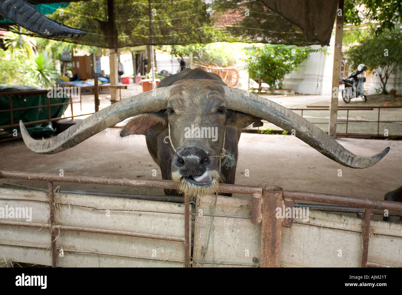Water buffalo with enormous horns Bubalus arnee Stock Photo Alamy