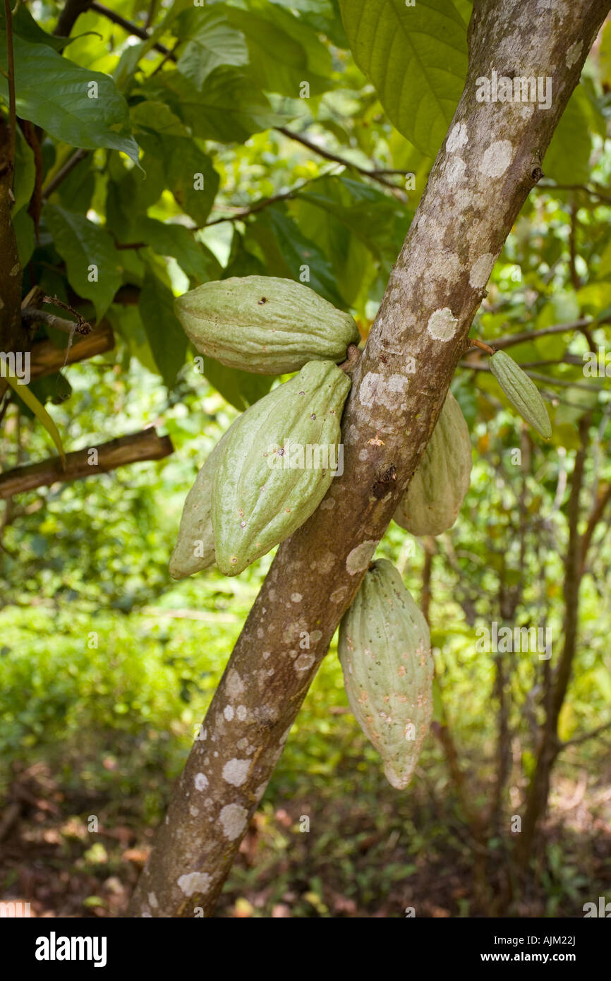 Young cocoa pods growing on the tree Theobroma cacao Stock Photo