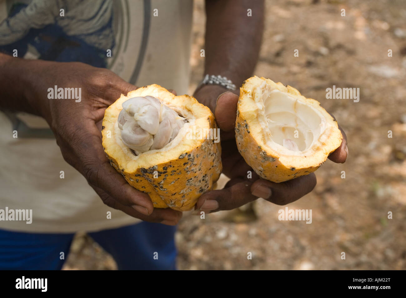 Cocoa beans in a cracked open cacao pod Stock Photo