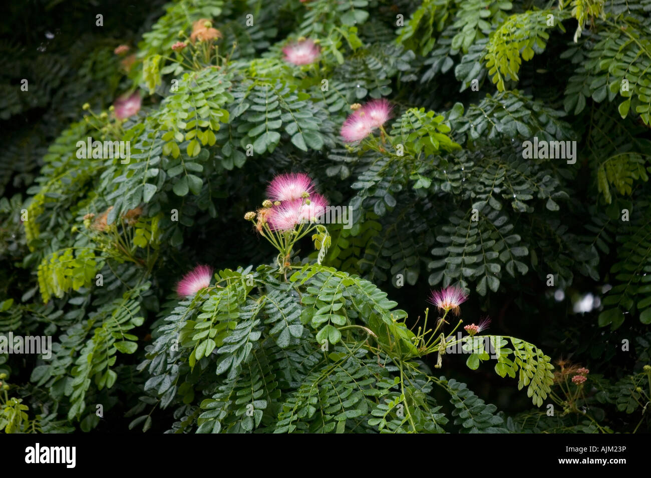 Flame of the forest tree flowers, Thailand Stock Photo