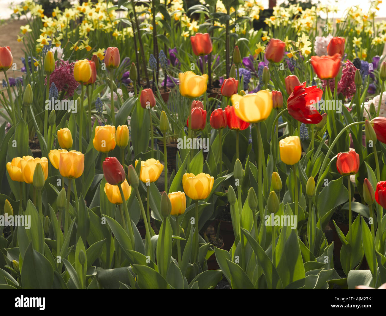 Tulipa sp hi-res stock photography and images - Alamy