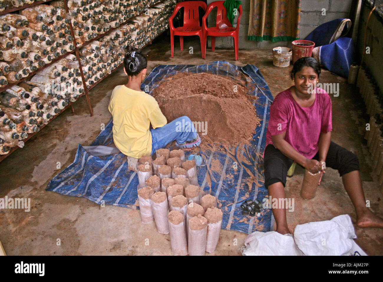 Preparing compost for mushroom cultivation Malaysia Stock Photo