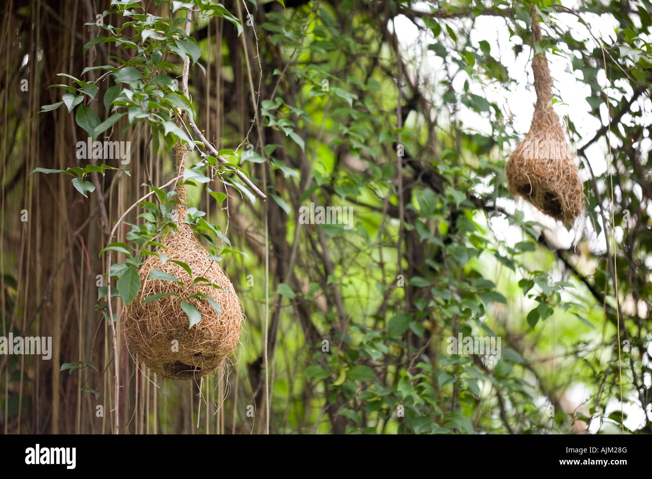 Weaver bird nest hanging from tree branch, Thailand Stock Photo
