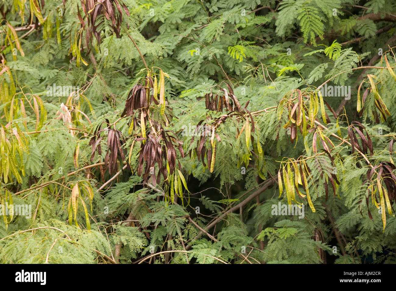 Winged seed pods on a shrub Stock Photo