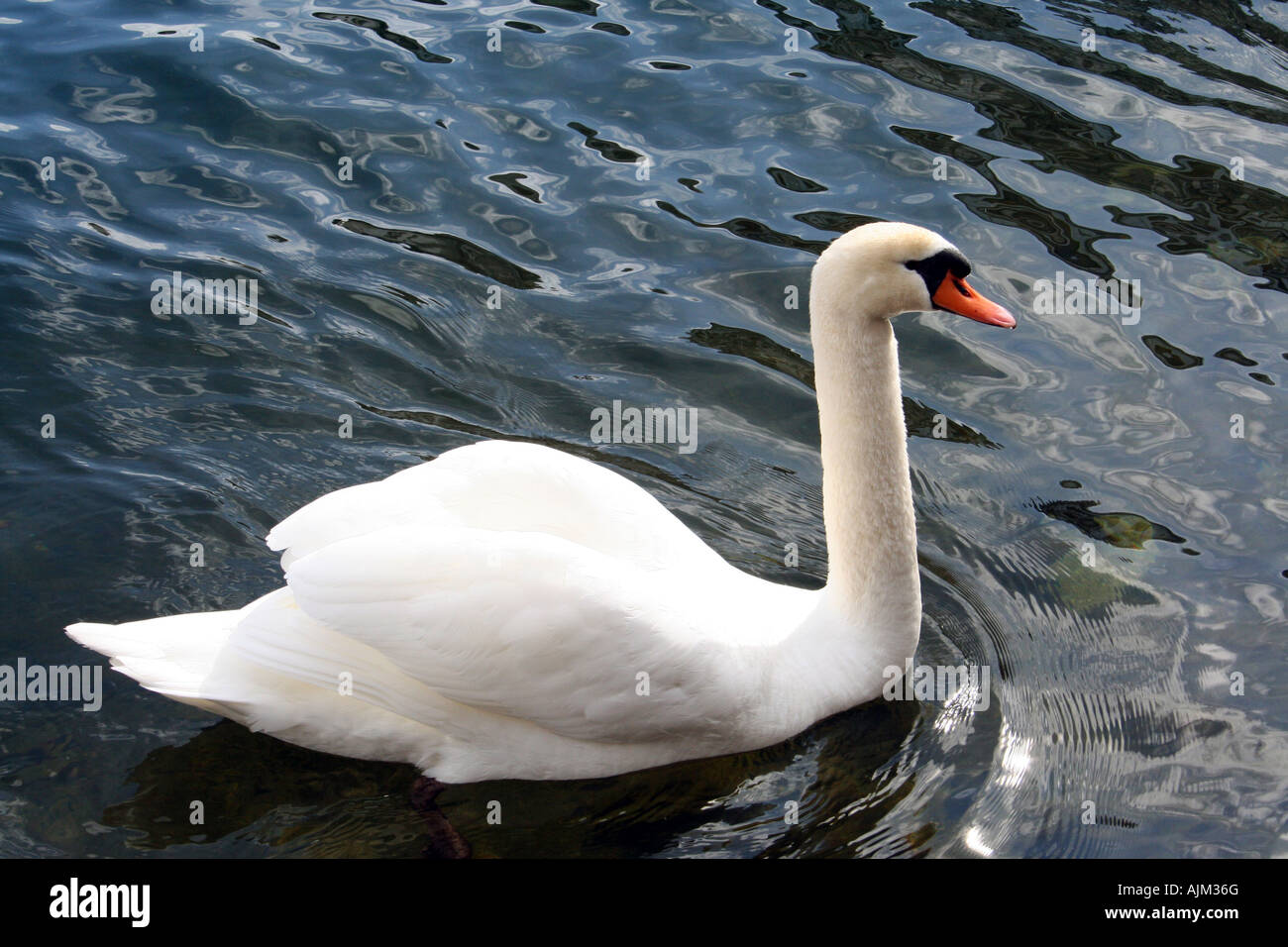 Beautiful white swan seen in close up swimming in Hyde Park, England. Stock Photo