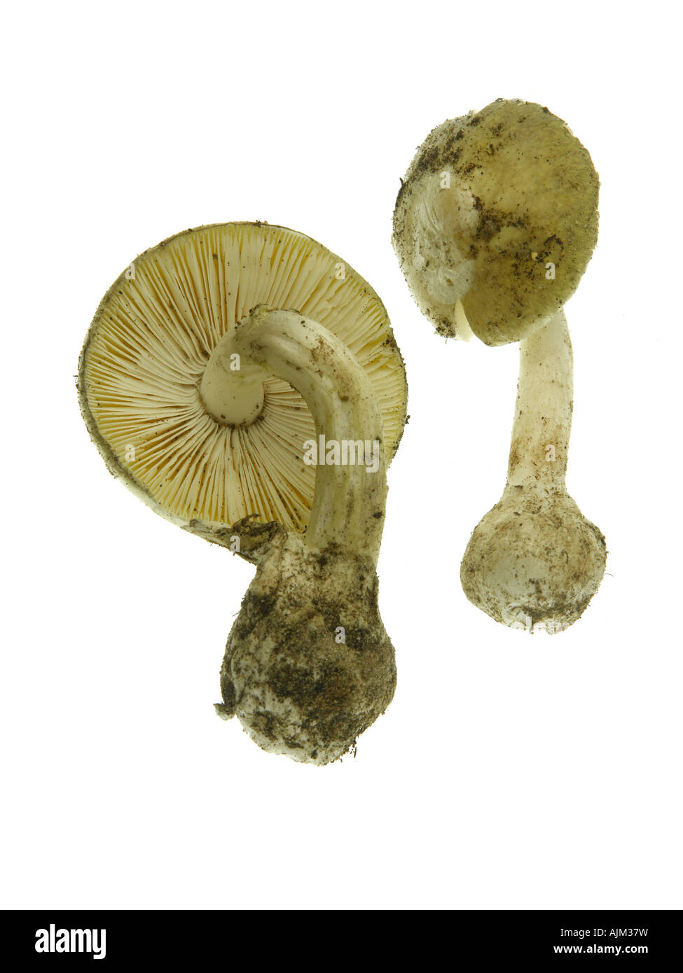 False death cap mushroom Amanita citrina Stock Photo Alamy