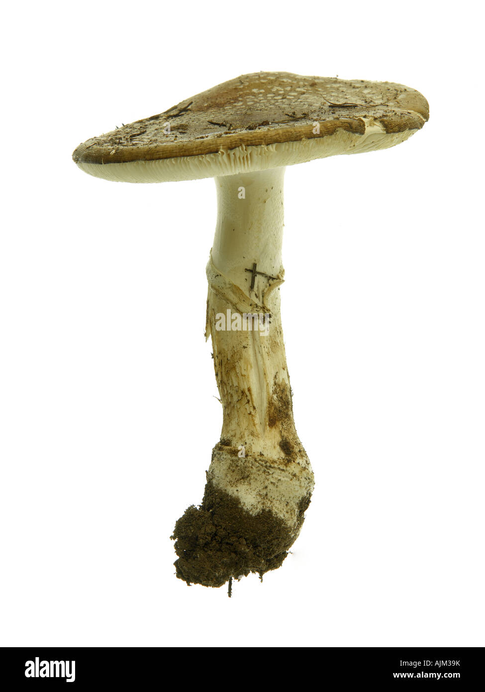 Gemmed Amanita Jeweled Deathcap Mushroom Amanita gemmata Stock Photo