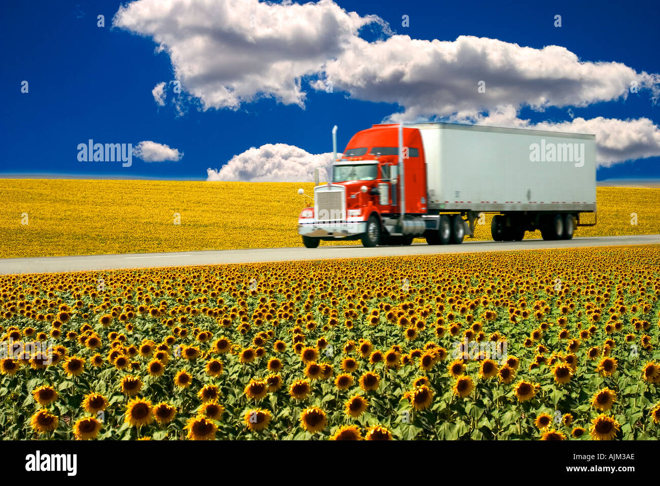 Truck traveling on highway through sunflower field Stock Photo - Alamy