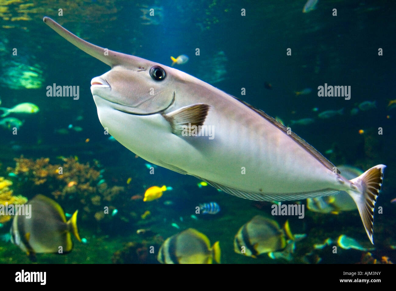 Unicorn fish hires stock photography and images Alamy