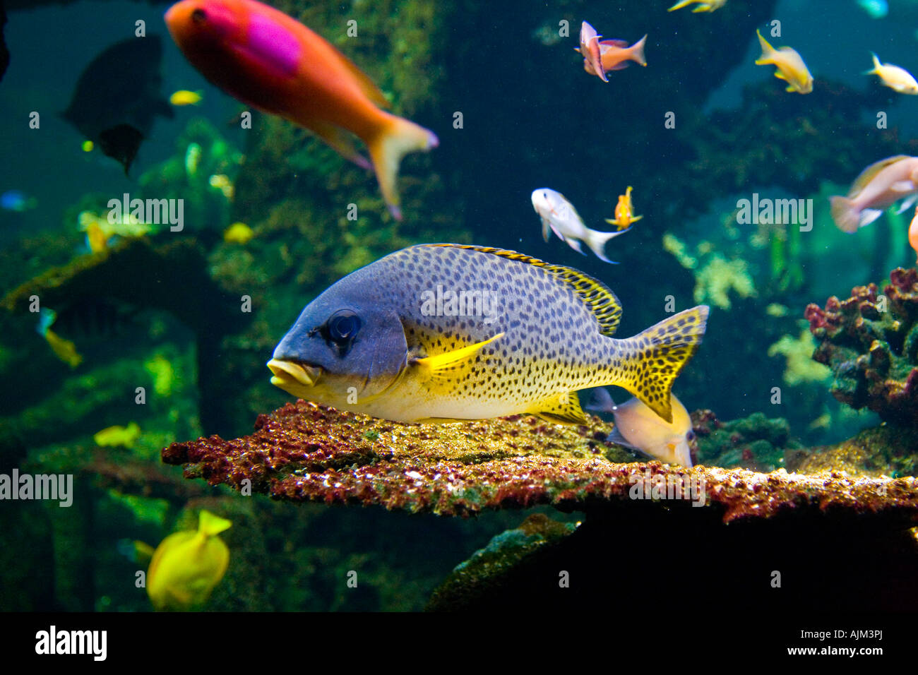 Colourful tropical fish swimming amongst coral in an aquarium with