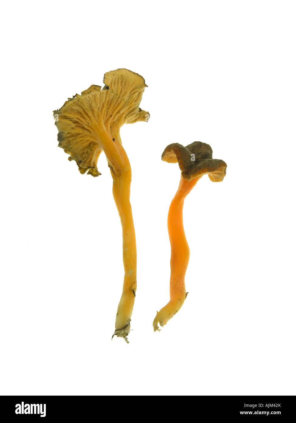 Mushroom Cantharellus lutescens Stock Photo
