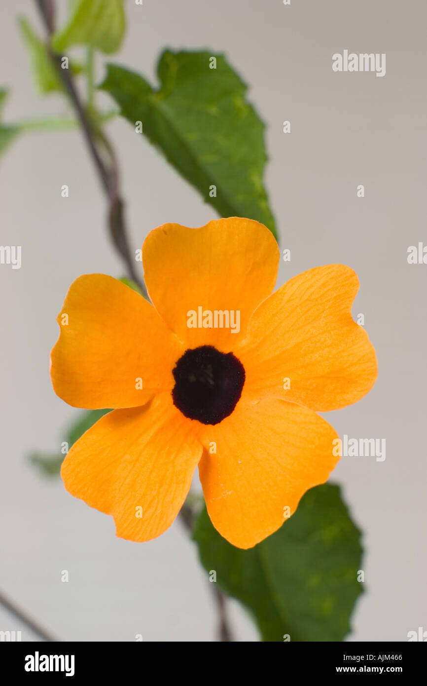 Australian climbing wildflower Stock Photo