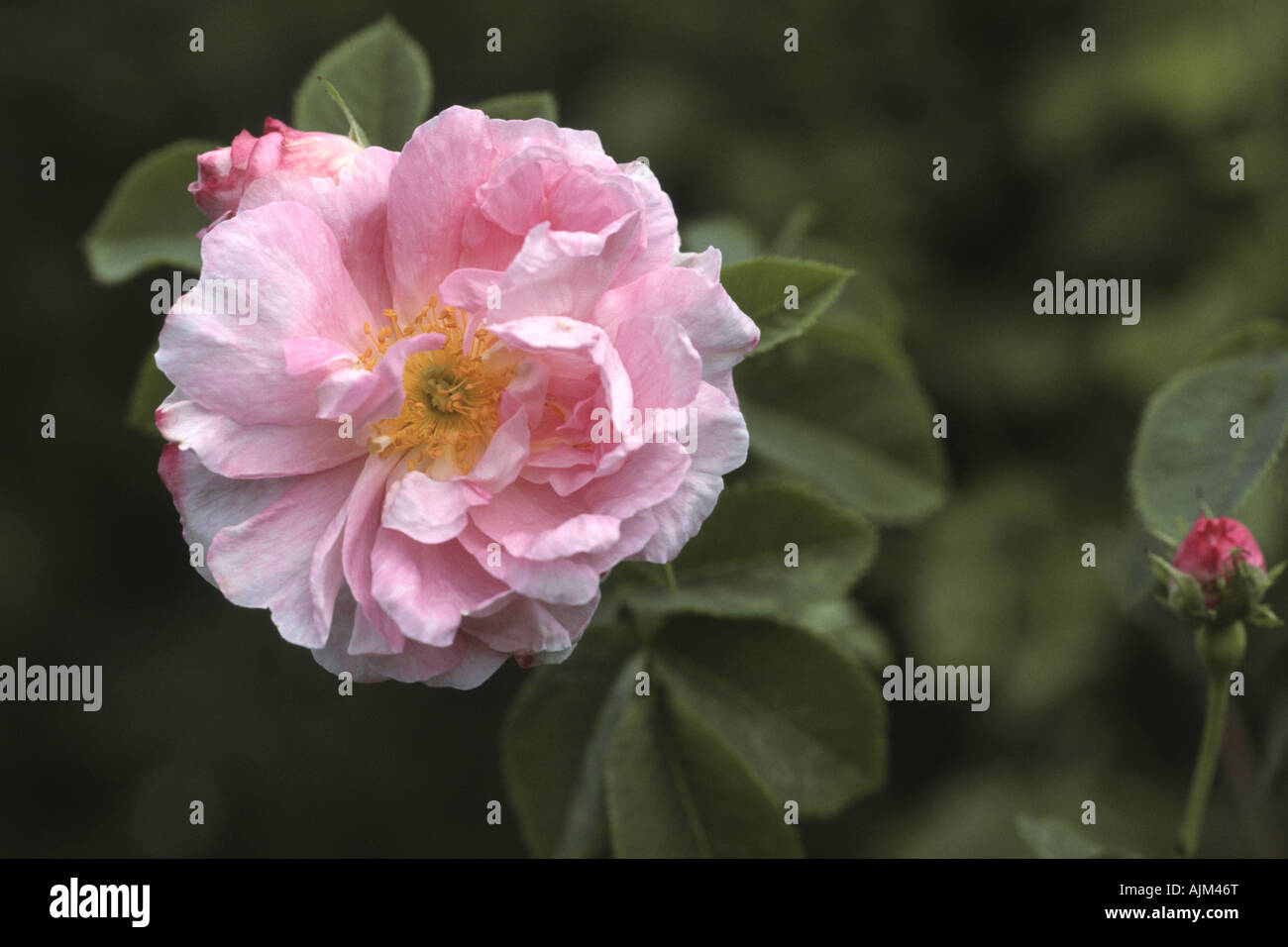 Damask rose (Rosa x damascena 'Celsiana', Rosa damascena Celsiana), flower Stock Photo Alamy