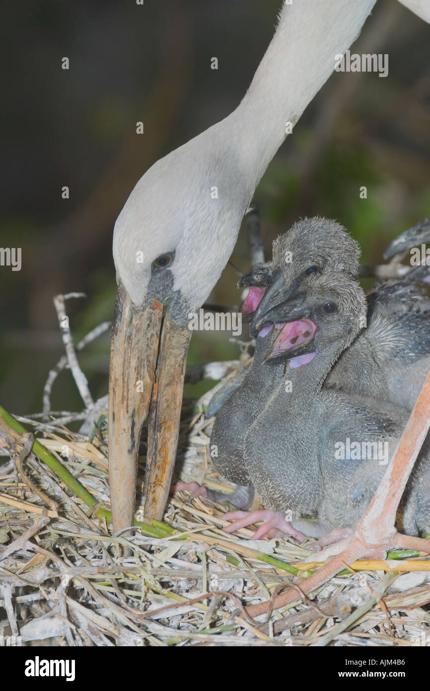 Indian Open billed stork Anastomus oscitans White Open billed stork at nest of special bill ot the adult stork and youngs Stock Photo