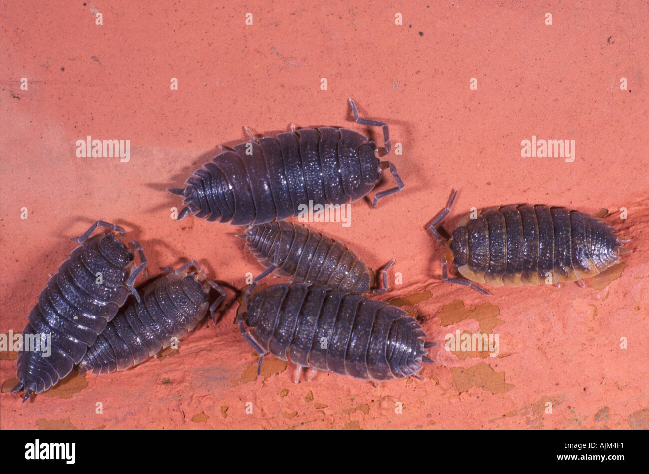 sowbug woodlouse Porcelio scaber a terrestrial isopod many together at red surface Stock Photo