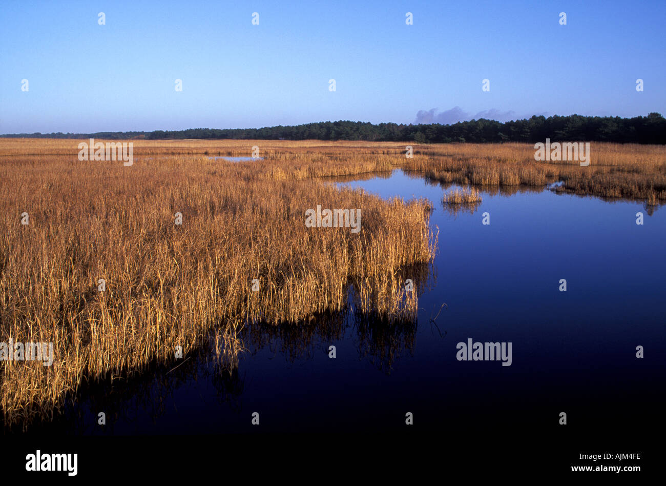Wetland marshes in autumn western Zealand Denmark Stock Photo