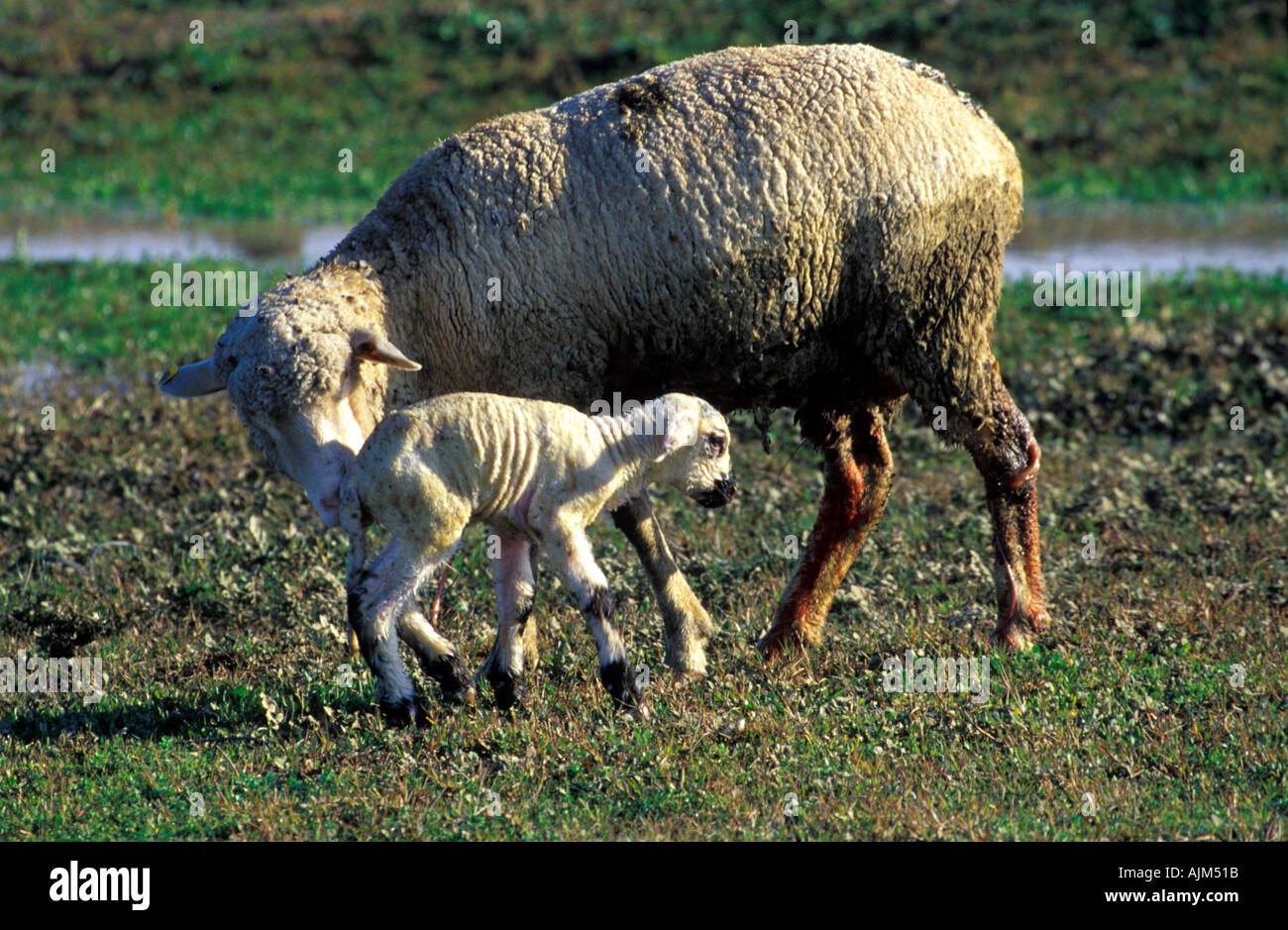 Sheep with newborn lamb Las Marismas in Southern Spain Stock Photo