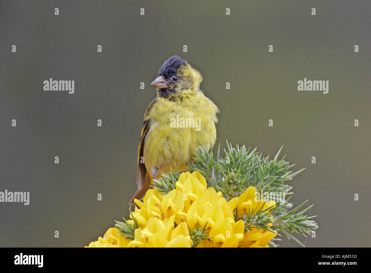 BLACK CHINNED SISKIN Carduelis barbata Stock Photo