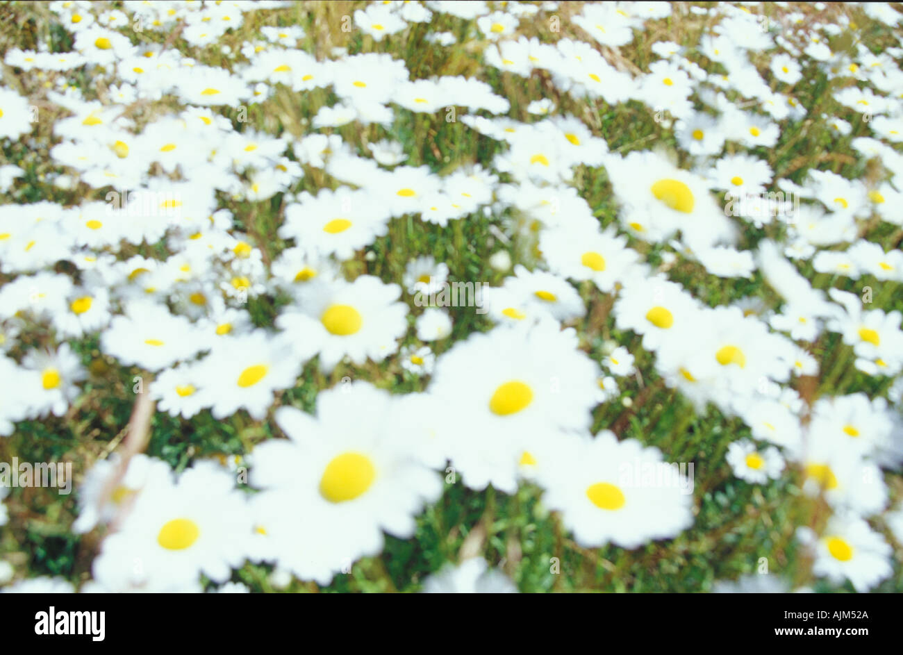 Field of white flowers as a background image. Stock Photo