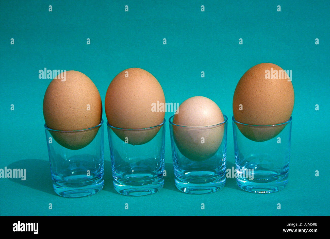 Hen s eggs of different size Symbolic Not all are born equal Or Some are much smaller than the crowd Stock Photo