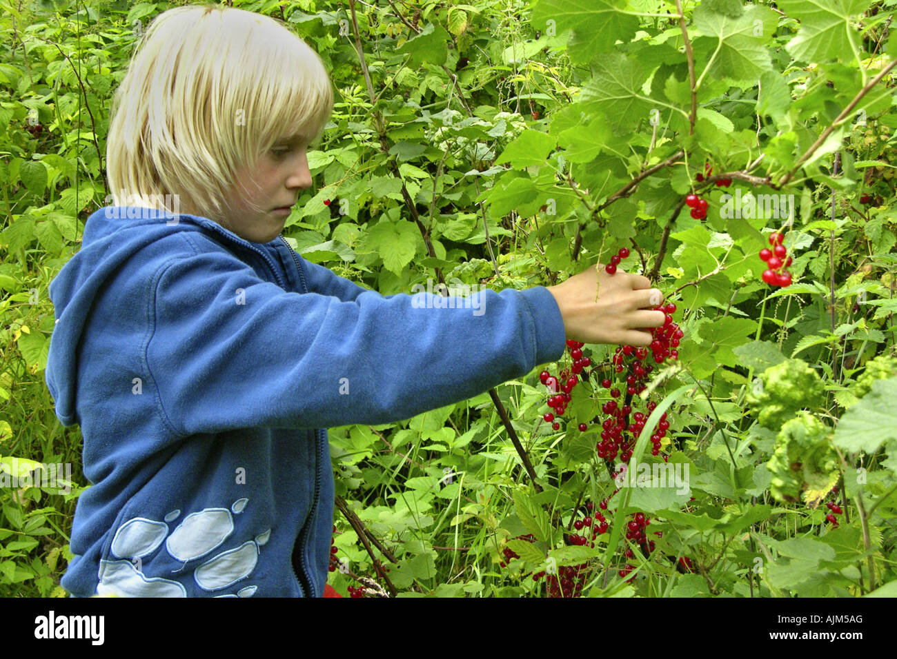 northern red currant (Ribes rubrum), boy harvesting mature fruits Stock Photo