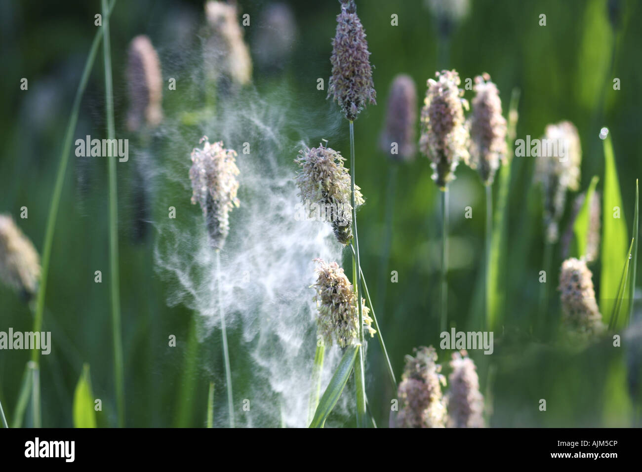 flying pollen of a sedge, Norway, Troms, Tromsoe Stock Photo