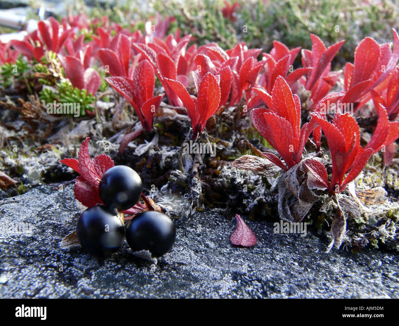 mountain bearberry (Arctostaphylos alpinus), plant in autumn with mature fruits, Norway, Troms Stock Photo