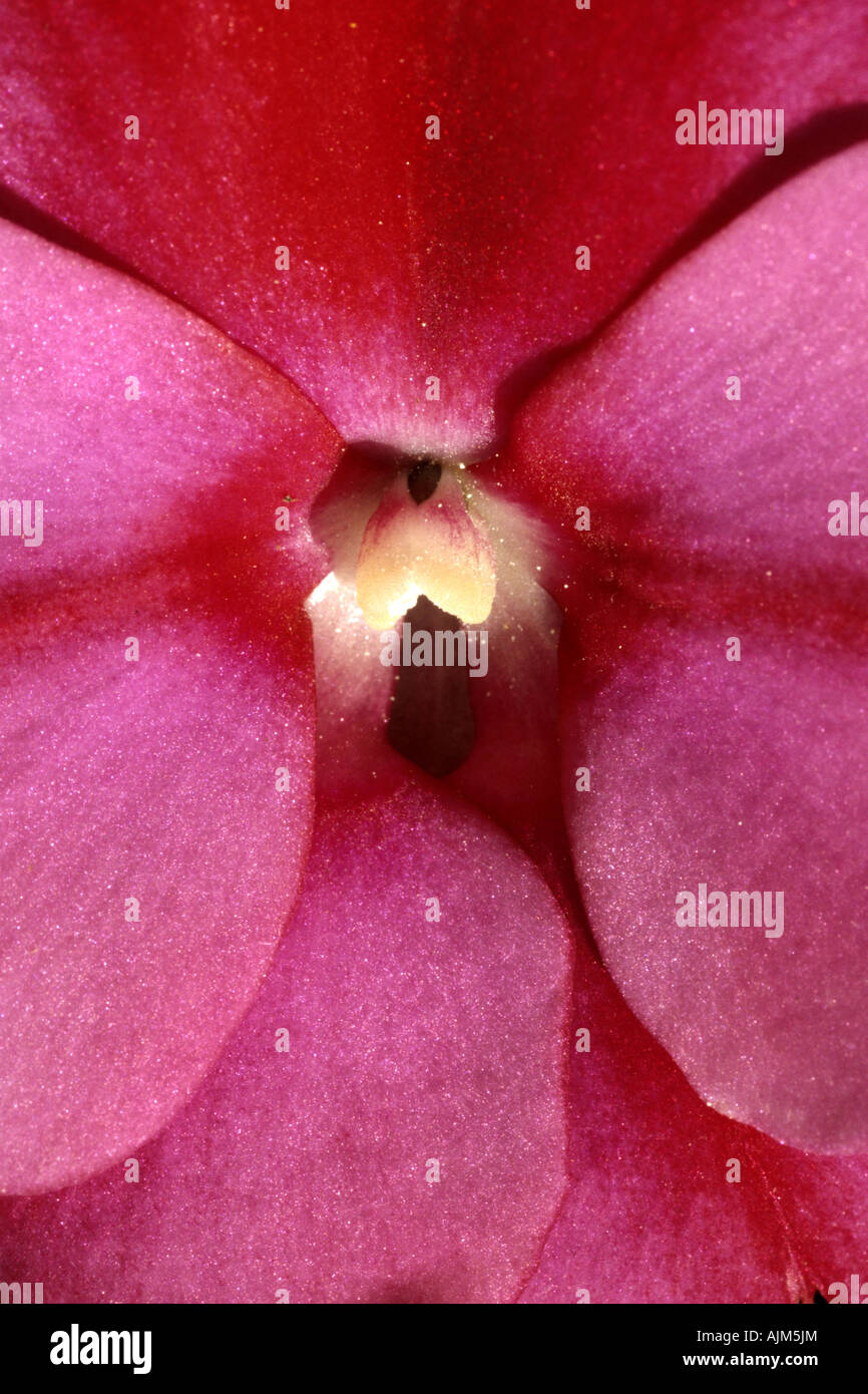 impatiens (Impatiens walleriana), flower, macro shot Stock Photo