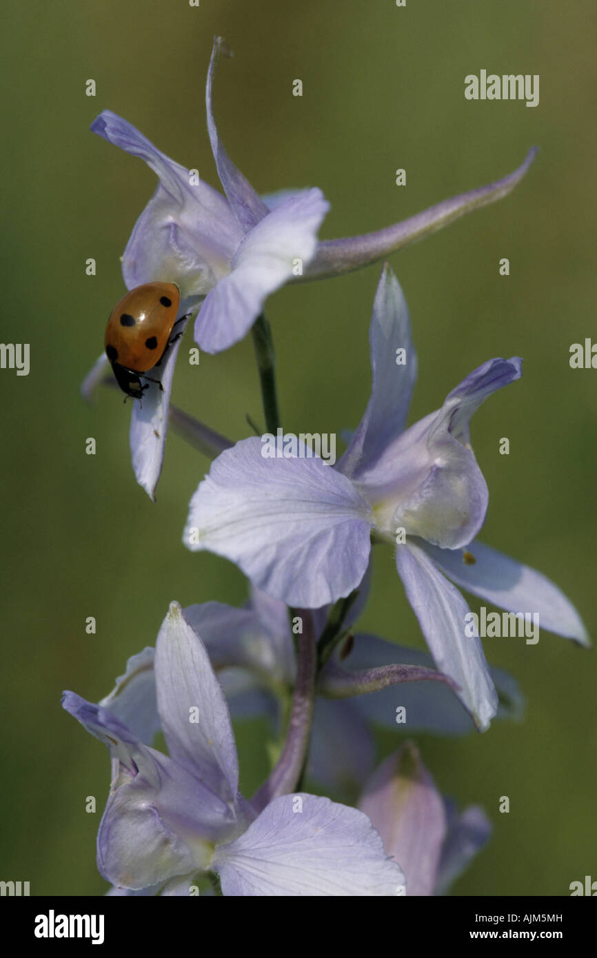 doubtful knight's-spur, Larkspur, Annual Delphinium (Consolida ajacis), flower with ladybird, Coccinella septempunctata Stock Photo