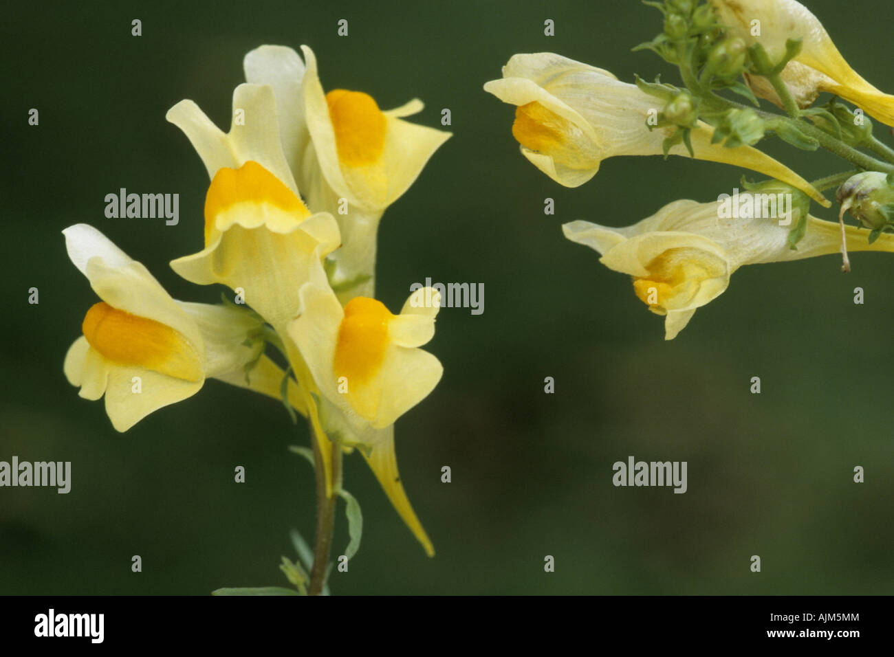 common toadflax, yellow toadflax, ramsted, butter and eggs (Linaria