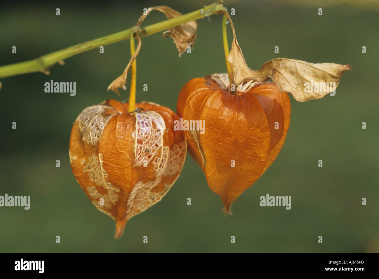 Chinese lantern, Japanese lantern, winter cherry, strawberry tomato