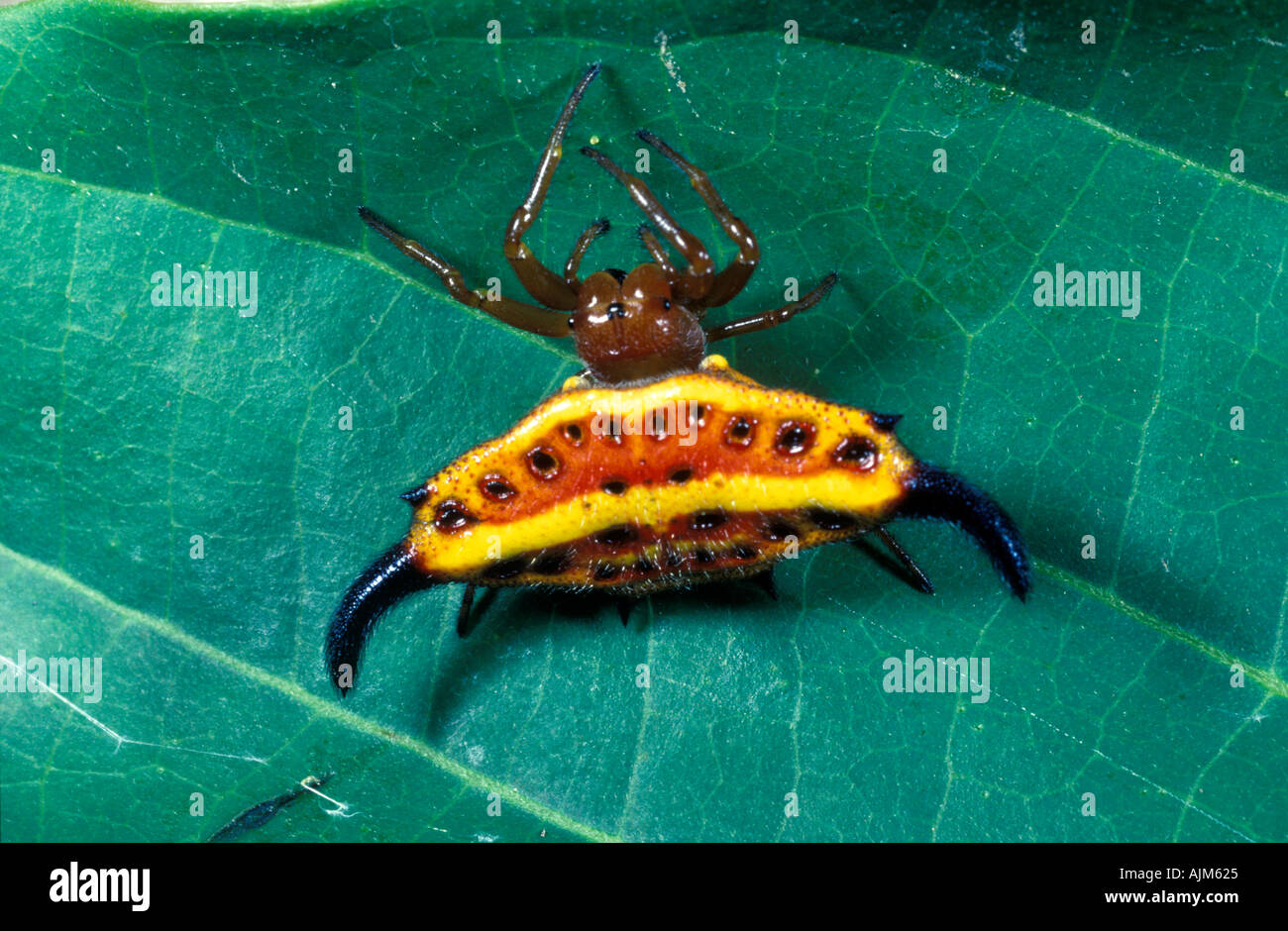Spiny spider red and yellow Gasteracantha sp Madagascar tropical forests Stock Photo